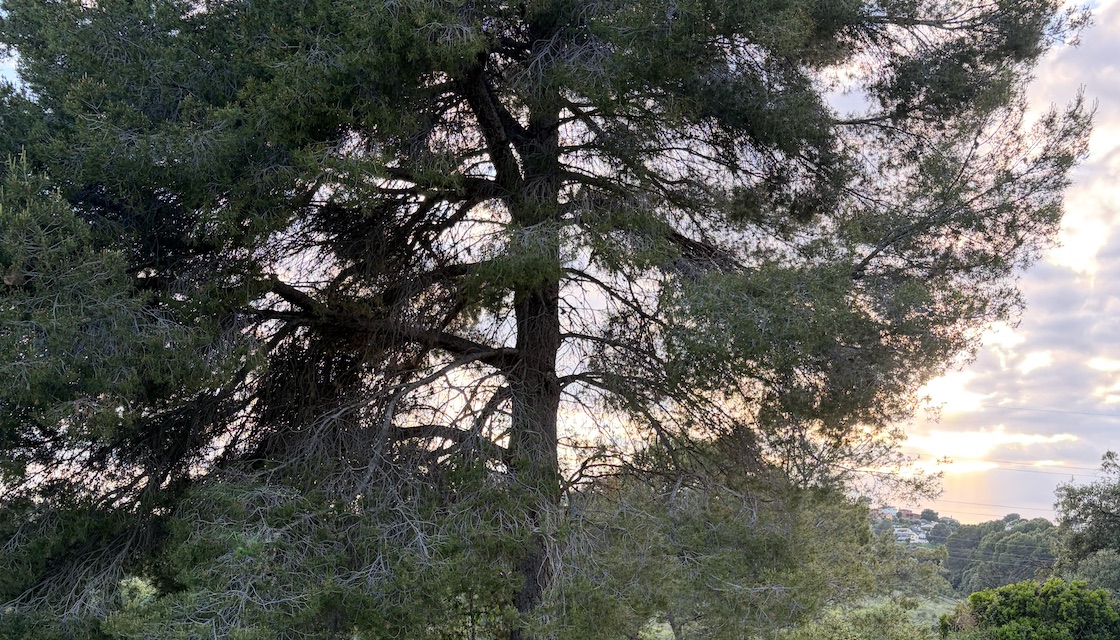 El gran pino de la masía